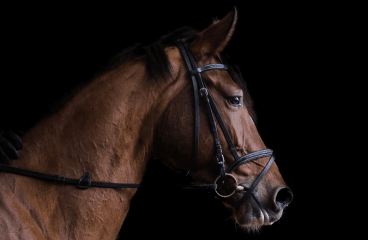 Verzorg je paard goed met cavalor fiberforce
